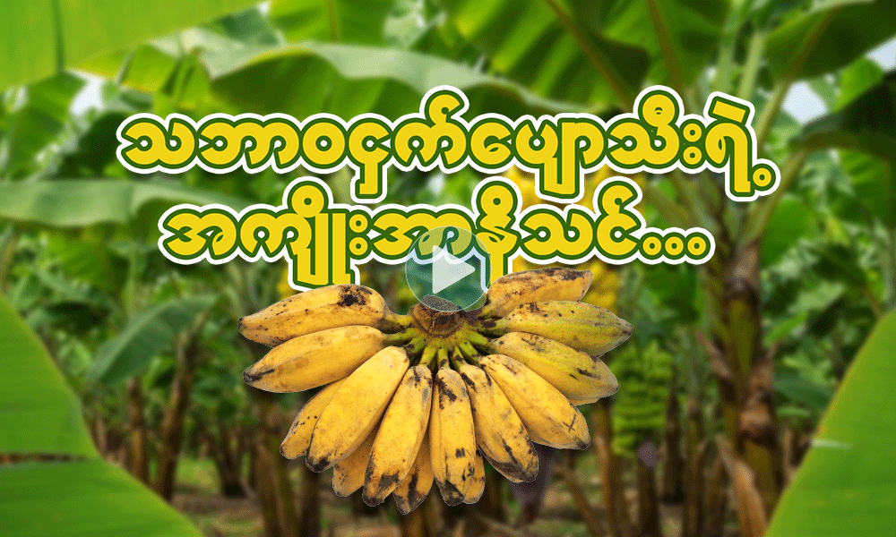 သဘာဝ ငှက်ပျောသီးရဲ့ အကျိုးအာနိသင် . . . 